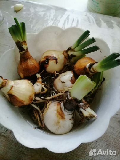 Эухарис амазонская лилия,Гиппеаструм