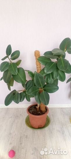 Большие комнатные цветы