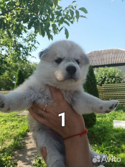 Собаки щенки