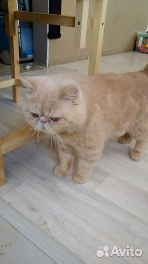 Вязка. Кот Экзот