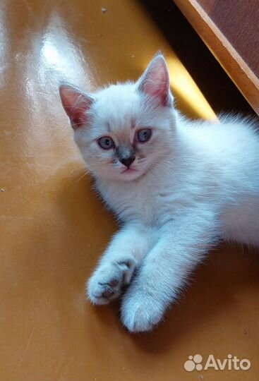 Котята добрым людям Бесплатно