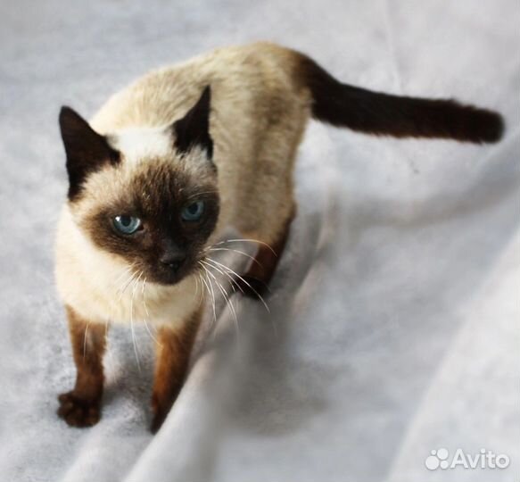 Невероятная Зифа в поисках дома