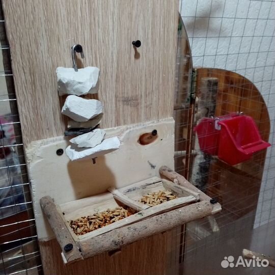 Попугаи волнистые