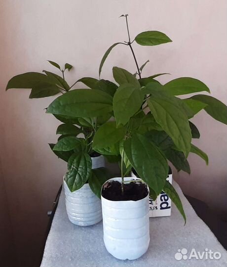 Клеродендрум