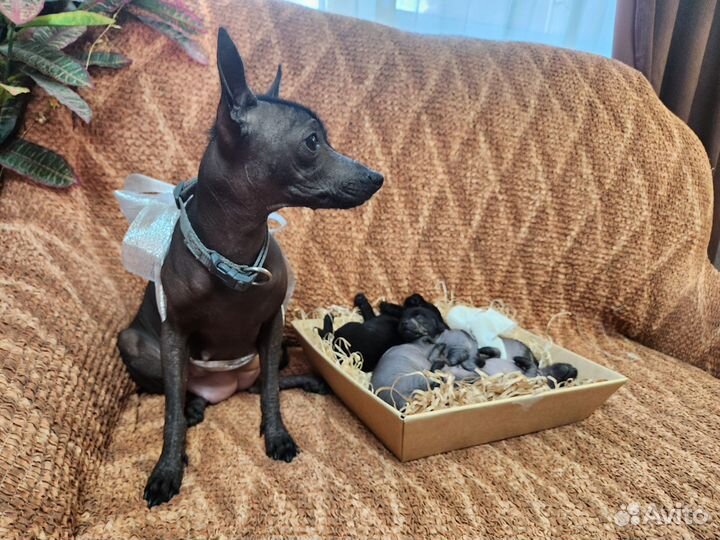 Ксолоитцкуинтли (Мексиканская голая собака)