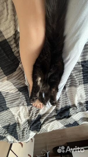 Кошка в дар бесплатно