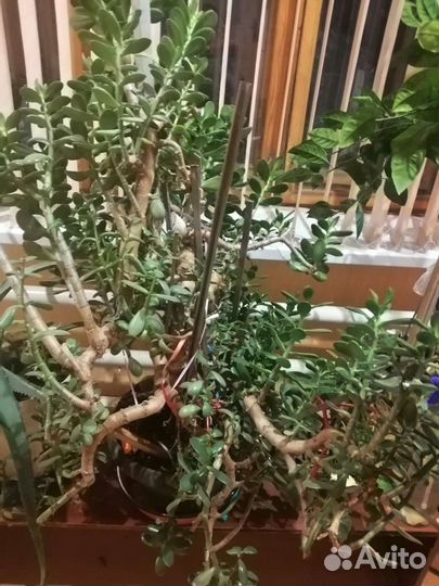 Дом растение толстянка