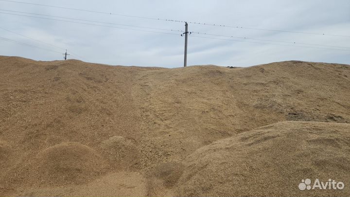 Зерноотходы ячменя