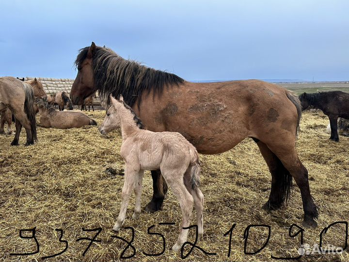 Конюх,пастух