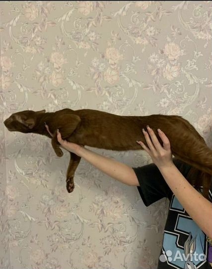 Ориентальный кот вязка