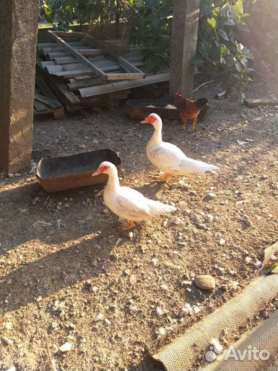 Утки шипуны