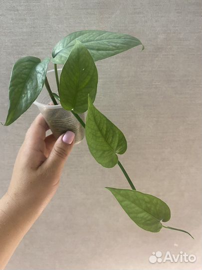 Сциндапсусы, Эпипремнумы, Монстеры