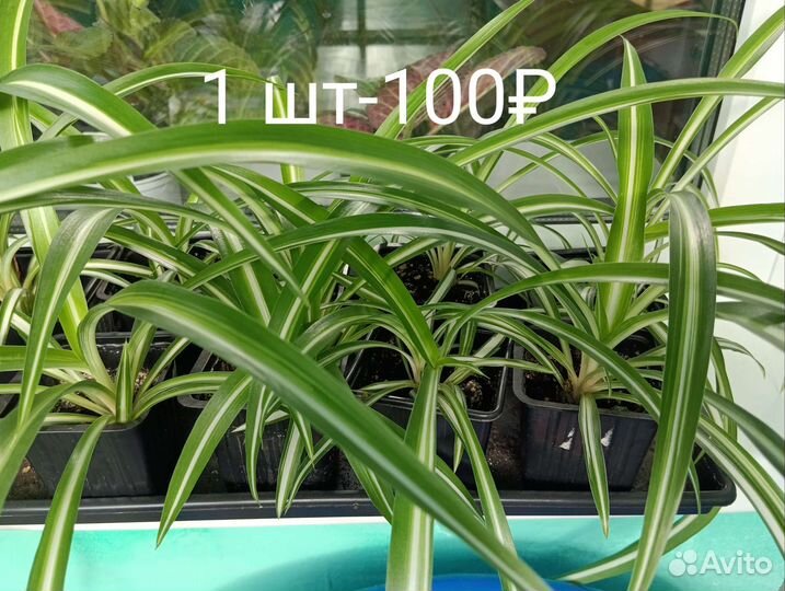 Продаю цветочки