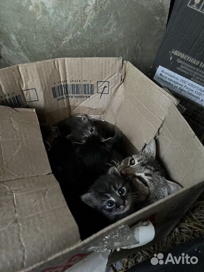 Котята в добрые руки