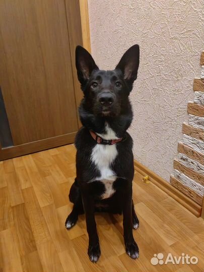 Щенок в добрые руки