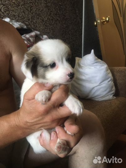 Собака в добрые руки папильон