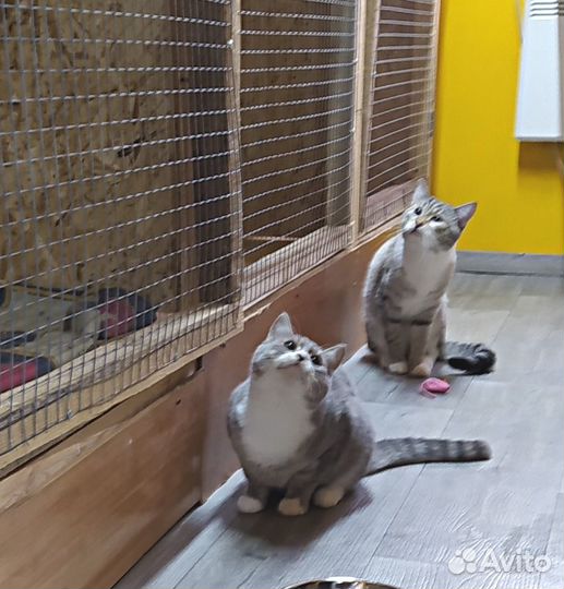 Красивые кошки С печальными глазами