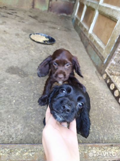 Русский охотничий спаниель щенки