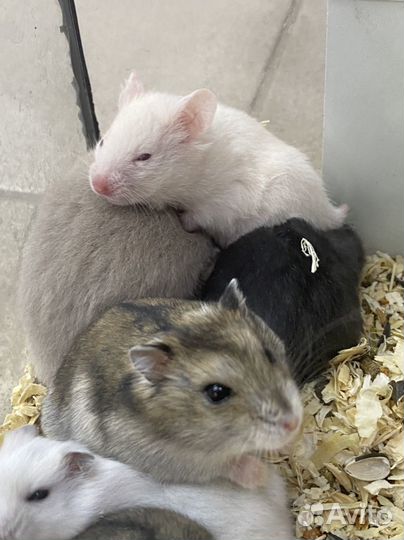 Хомяки серийские и джунгарские