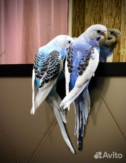Продаю домашних волнистых попугаев