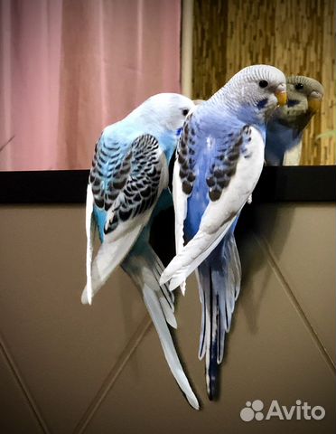 Продаю домашних волнистых попугаев