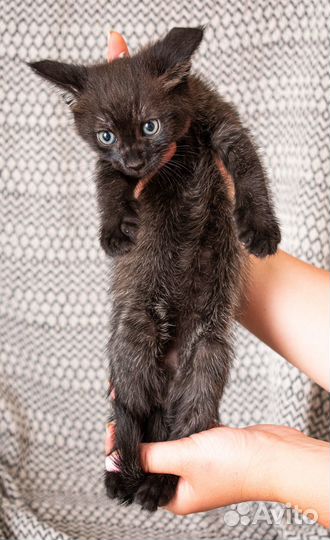 Котенок Чаузи Ф1 мальчик