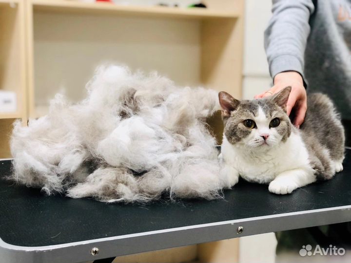 Экспресс линька кошек