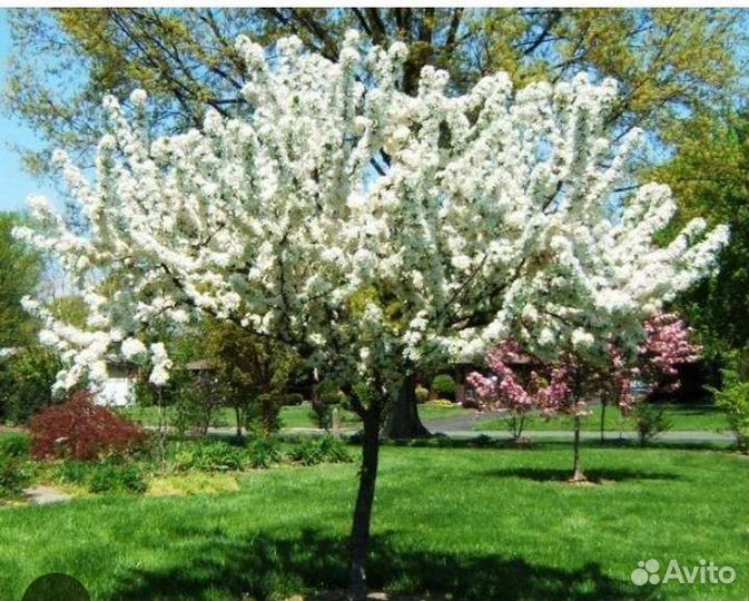 Китайская яблоня райская