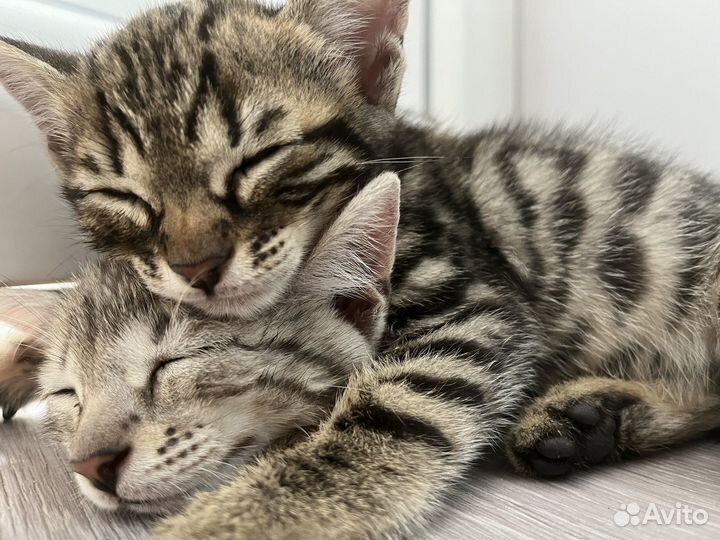 Бенгальские котята