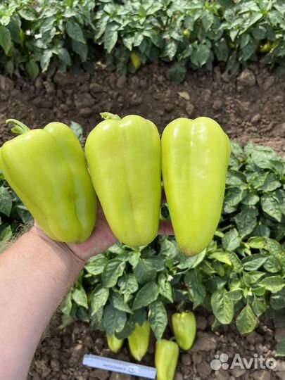 Семена сладкого перца Плутон F1