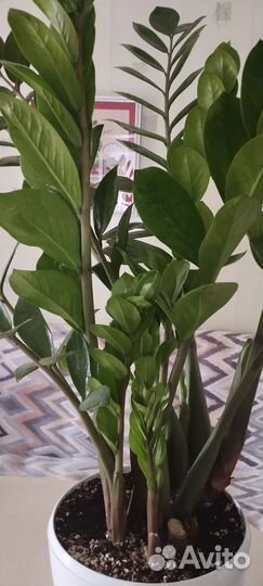 Красивый Замиокулькас