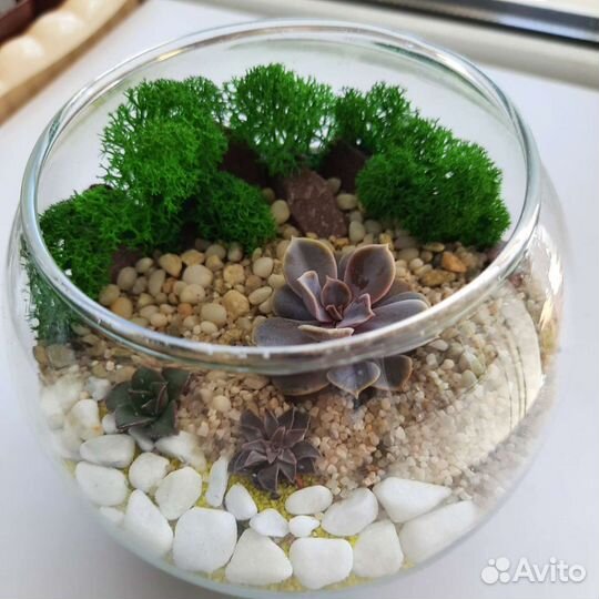Флорариум с суккулентами и мхом на заказ