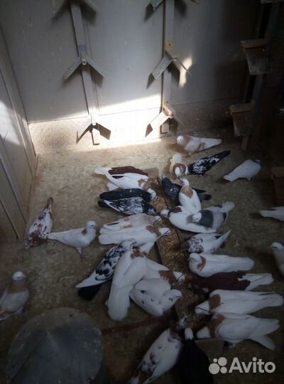 Голуби (Гривуны,Белоголовые,Капуцыны)