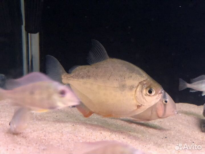 Метиннис, Цихлазома никарагуанская