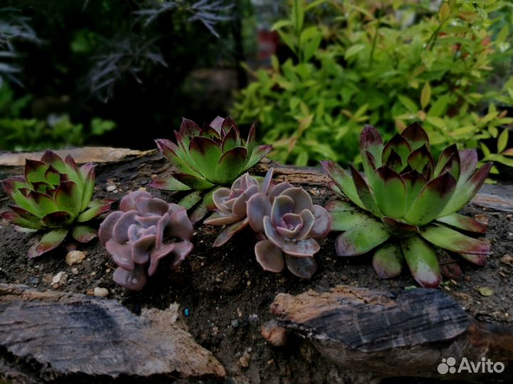 Каменные розы