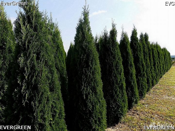 Туи смарагд