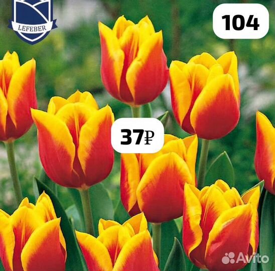 Луковицы тюльпанов сортовых