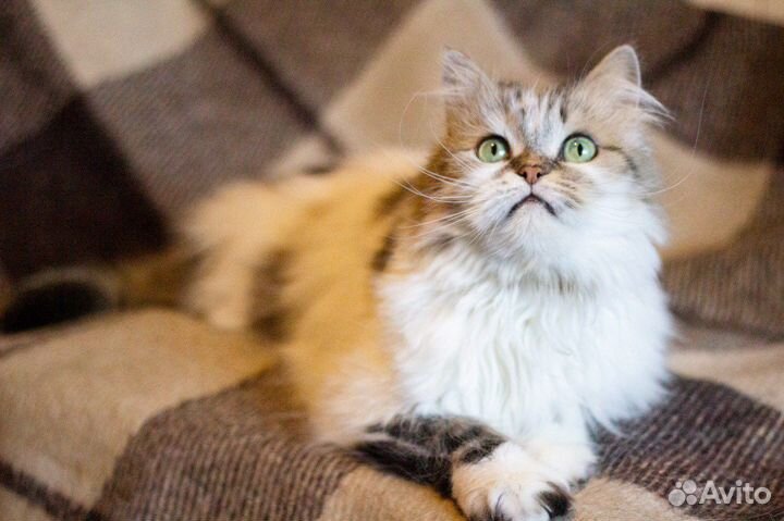 Кот Василий ищет дом