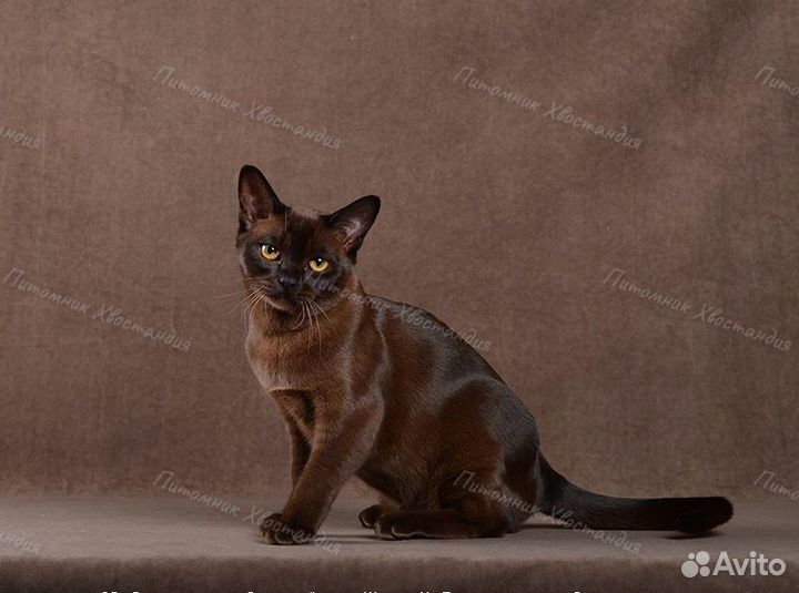 Роскошная бурманская девочка