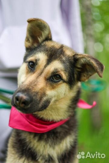 Джейна-добрая,семейная собака ищет дом