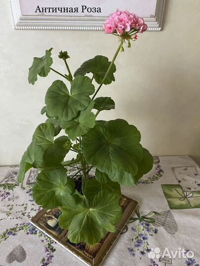 Античная Роза