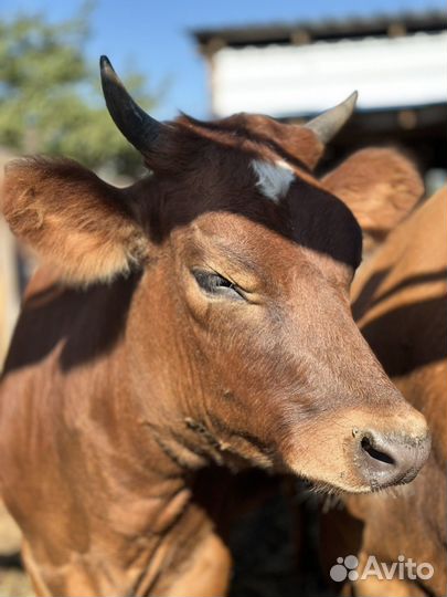 Джерсийская нетель