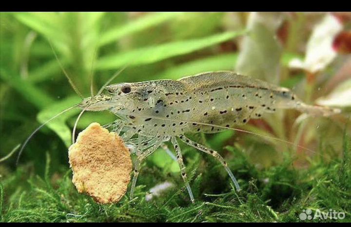 Креветки амано