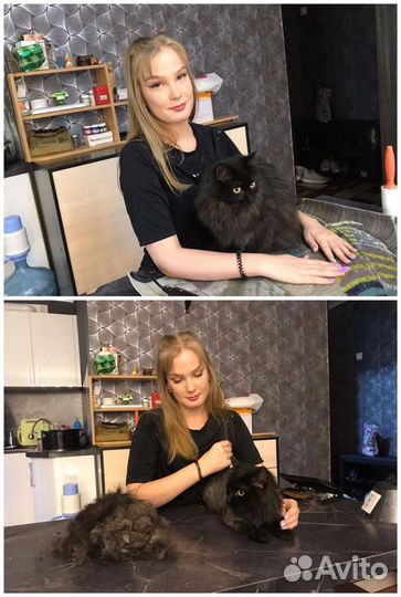 Стрижка кошек и собак