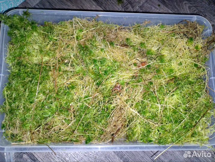 Мох сфагнум живой