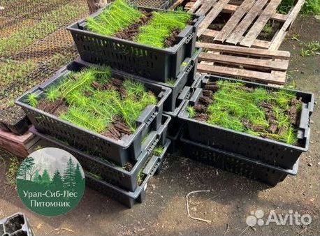 Сеянцы зкс Сосна Ель Лиственница окс Голуб Горн