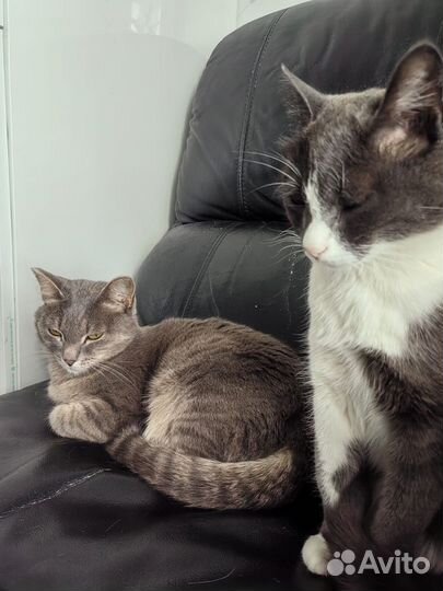 Кошка в дар
