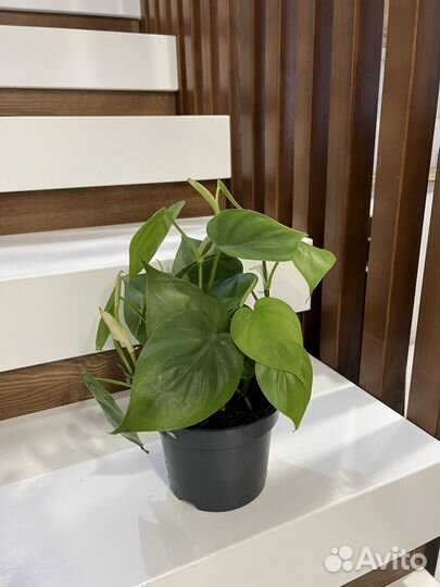 Сциндапсус Филодендрон Эпипремнум