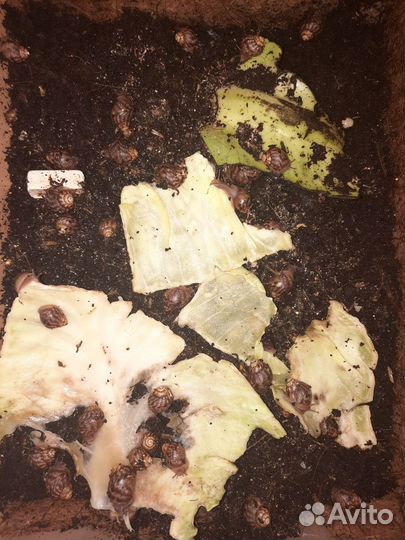 Улитки ахатины маленькие