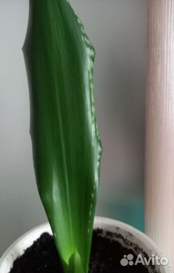 Сансевиерия уитни